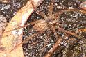 Dolomedes_ZZ624_D7941_Z_88_North Stradbroke island_Australie